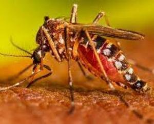 Solan: Dengue outbreak continues in Baddi and Nalagarh, 11 cases surfaced yesterday