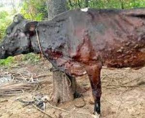 Solan: Lumpy virus outbreak reduced, Animal Husbandry Department will do carpet vaccine