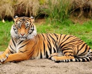 Terror among the people of Malot village of Panchayat Bhaned due to terror of leopard