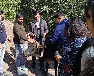 Salen: To avoid accidents, they will put reflectors around the neck of destitute cows