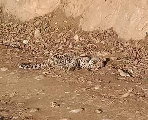 महरोल गांव में रविवार को तेंदुए का बच्चा मिलने से हड़कंप