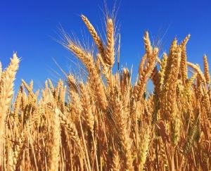 Indora: Wheat crop getting spoiled due to lack of rain, farmers upset