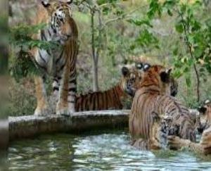 Dehra: Forest Department's biggest zoo will open in Bankhandi
