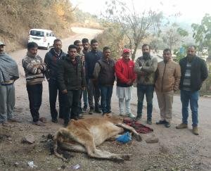 जब तक नहीं बनेगा कड़ा कानून मरते रहेंगे बेसहारा पशु 