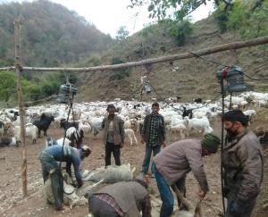  Kangra's organic wool reaches western markets