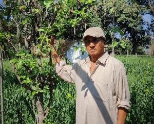 Apple plants waved in the garden of Dadasiba's retired headmaster Ratan Chand Kaundal