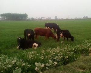 ग्राम पंचायत सुधार सभा दाड़लाघाट की महत्वपूर्ण बैठक का हुआ आयोजन