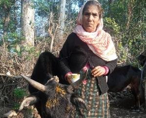 Leopard attacked a cow in Batwad