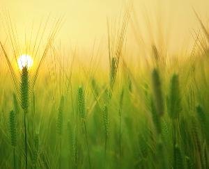 Agriculture Department Kunihar made 30 farmers take a training tour of natural farming in Jylang village