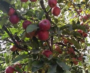 Government's attitude positive on Bagwan Talkh