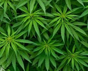 Retired doctors support the government for cannabis cultivation in the state