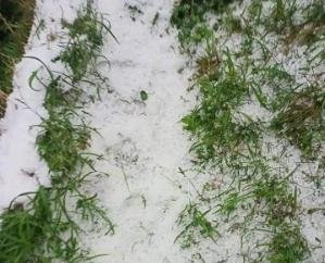  Damage to apple plants due to hail, government should give compensation: Rathore