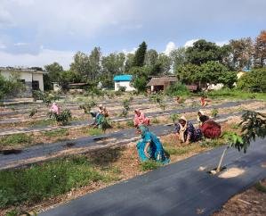Indora: Horticulture Department prepared 6 new varieties of mango