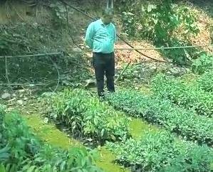 Hamirpur: Horticulture Department has set a target of preparing 30 thousand saplings 111