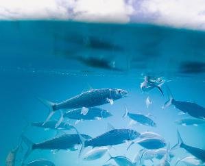 Shimla: Blue revolution will come in the state due to the efforts of the state government