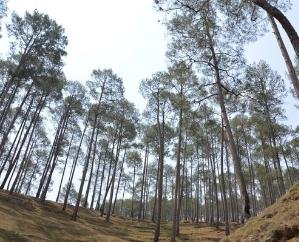  Government considering making compressed biogas from pine leaves: Chief Minister