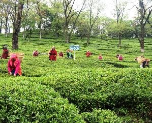  Kangra tea is the second product of the country to be registered as GI in the European Union: Chief Minister