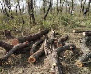 Supreme Court has given permission to cut Khair trees on government land: Chief Minister