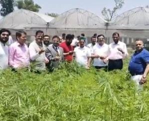 भांग की खेती वैध करने की दिशा में बढ़ रही सरकार