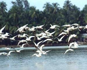 Pong Dam will become center of adventure activities: Chief Minister  111