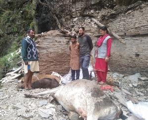 Three cattle died due to being buried under the debris falling from the hill in Bhalad Bhalona of Sirmaur