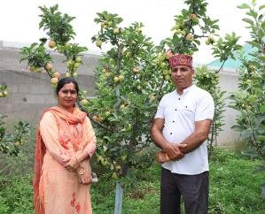 Dharamshala: Taste of self-employment in Shahpur's apple