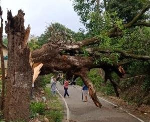 Dadasiba: Dadasiba-Dhaliyara road closed due to falling of mango tree
