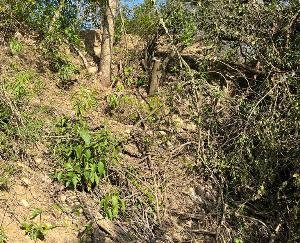  Jaswan-Paragpur: Forest cutters cut 10 sandalwood trees in Sansarpur Terraces Industry Area