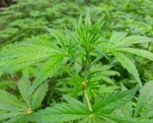 There will be a brainstorm on legal and scientific cultivation of cannabis tomorrow in Dharamshala