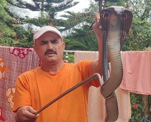 Jaisinghpur: Mathur Dhiman made the family fearless by rescuing a cobra