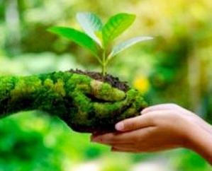 Shimla: Green cover is being increased in the state with the help of JAICA