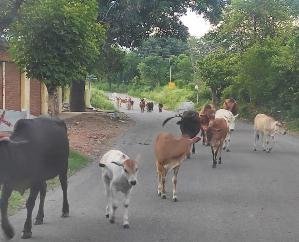 Dehra: Destitute cattle need support, people upset