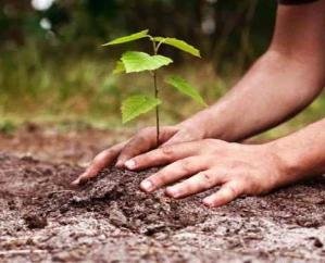One million saplings will be planted in Dharamshala forest circle: CCF