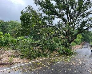 Dadasiba: Driver narrowly escaped falling of mango tree in Nangal Chowk