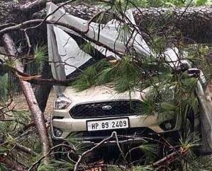 Car shattered by falling tree in Dharamshala's Chilgaadi