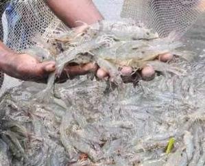 Due to the efforts of Sukhu government, 'Blue Revolution' is starting in Himachal