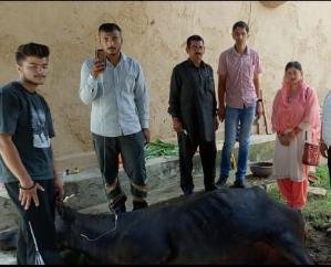 Dehra: Heavy damage due to collapse of cowshed in Dayal, BDO reached the spot