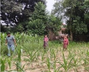 Dehra: Suggestions given to farmers to prevent fall army worm in maize
