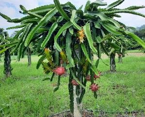  With the efforts of the state government, the picture of Jeevan Singh Rana's garden is changing from the redness of dragon fruit