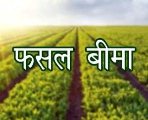 Solan: Get maize and paddy crop insurance done by 31st July