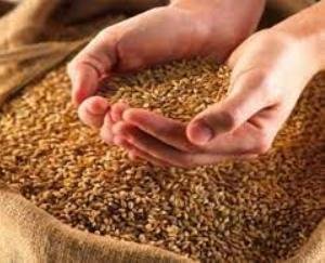  Dharamshala: Along with GST, PAN number is also necessary for wheat purchase