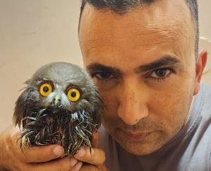 President of Dharamshala's Kranti Sanstha Dheeraj saved another wild bird