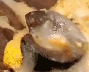 Cockroach found in pizza of a restaurant in Shimla