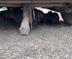 Body of a person found under the car in Tutuwa village of Kunihar