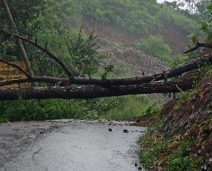 Tree fell on HTLT line on Kunihar-Kuftu-Shimla road, power supply and traffic disrupted