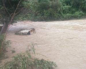 Solan: Vehicles washed away in floods in Haripur of Kasauli assembly constituency