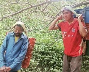 Shimla: Roads closed, gardeners getting laborers to transport apples by paying double the price