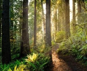  Standard operating procedure prepared for management of damaged trees in forests