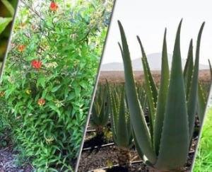 Dharamshala: Free training will be given for cultivation of medicinal and aromatic plants