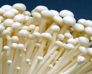 Khumb fair will be organized on September 10 in Khumb directorate Solan